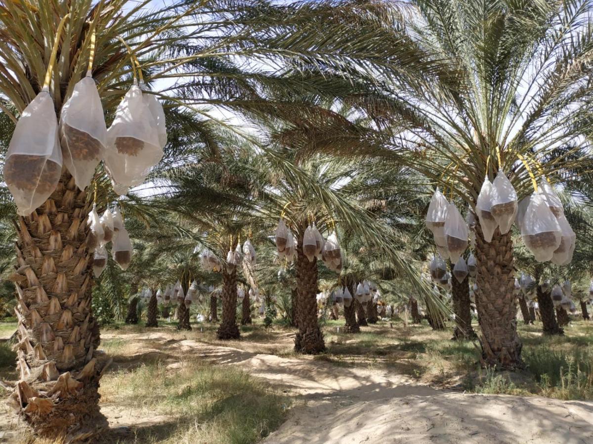 Grand Sud, La Maison De Sable Douz Luaran gambar
